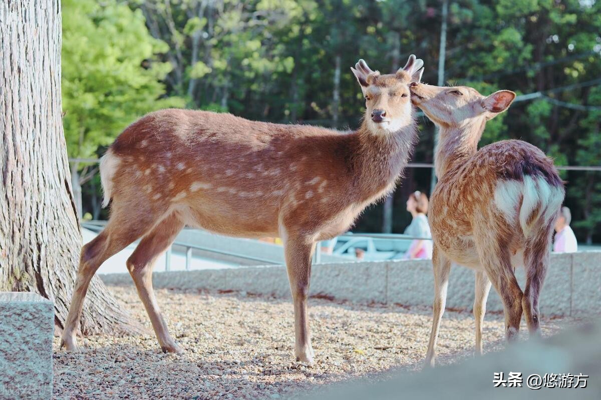 五天四晚日本怎么玩,日本东京5日游自由行