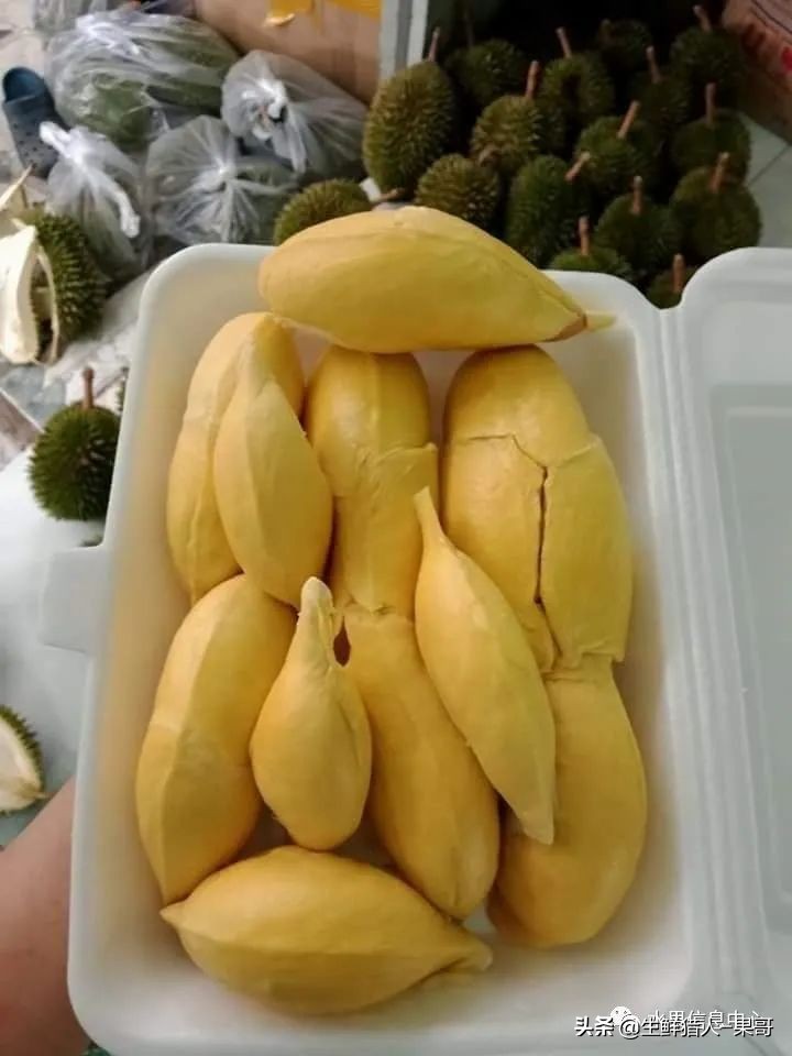 越南当地猫山王榴莲多少钱一斤,越南榴莲知识