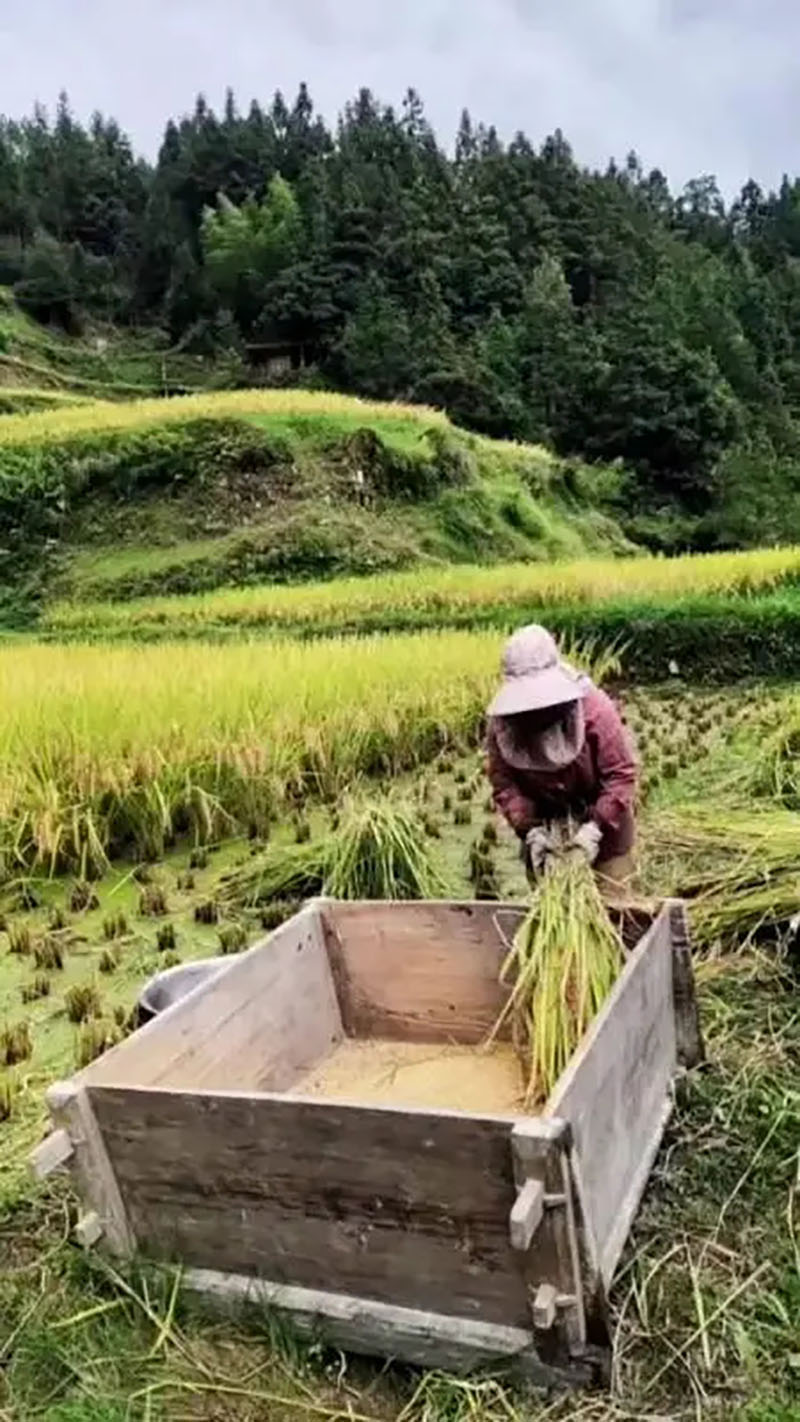 石奶引：16岁时因长得太美，被印在了1元纸币上，后来她怎样了？