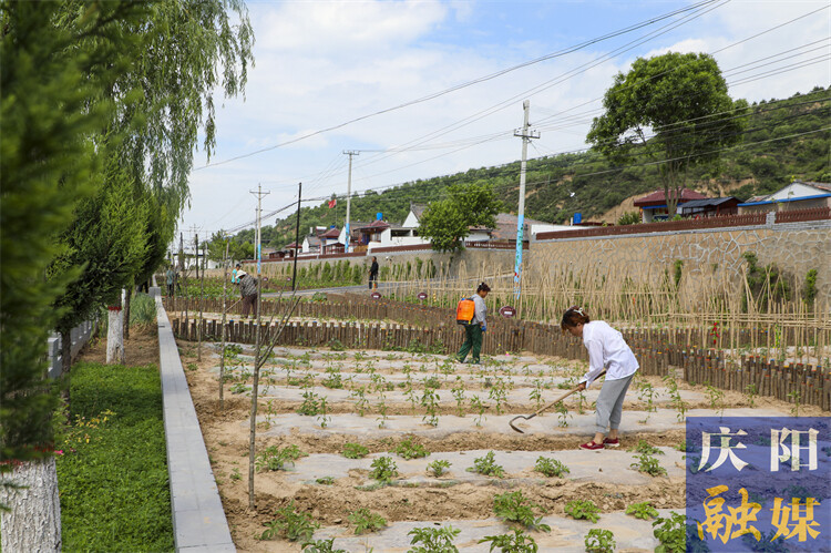 甘肃合水:一屋带“三园”乡村焕新颜