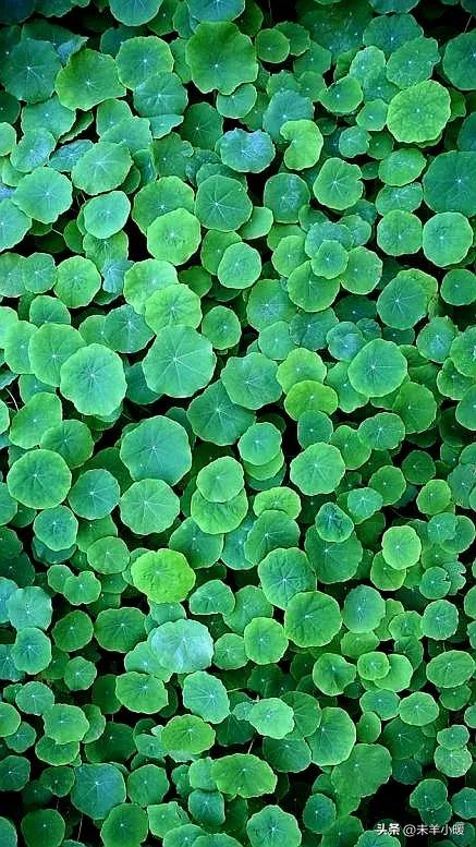 最美的手机壁纸大全,养眼养心的壁纸