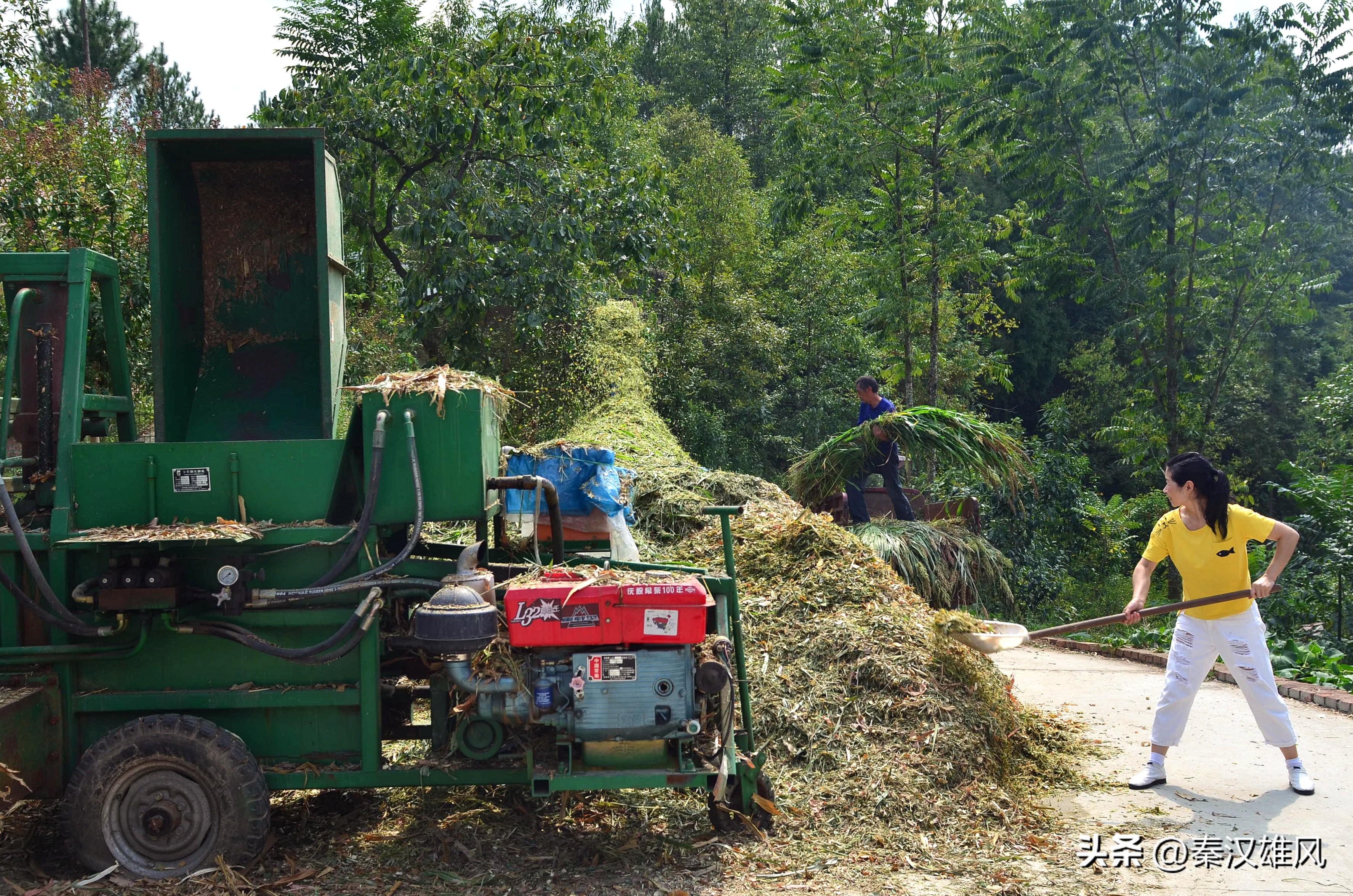 女羊倌,女羊倌致富