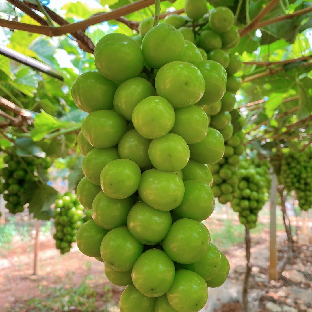 中国水果第一大省是哪个,广西跟山东哪个省水果种类多