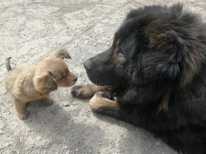 没有责任心？公狗从不抚养自己的“骨肉”，其实有这些原因