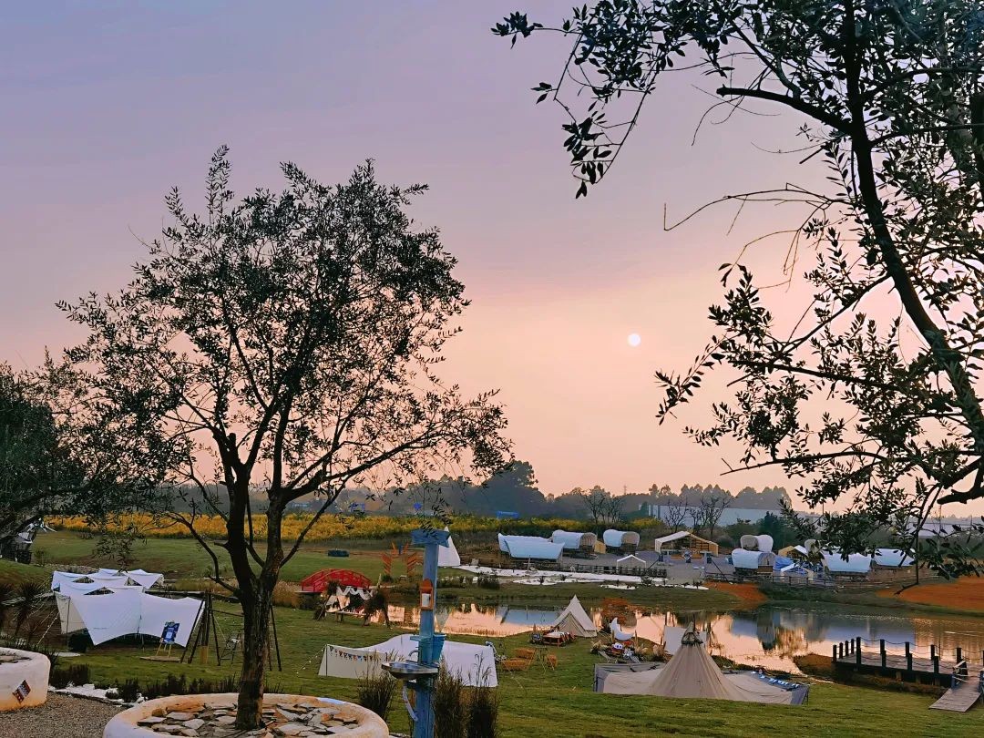 空港花田怎么免费开放,空港花田最新信息