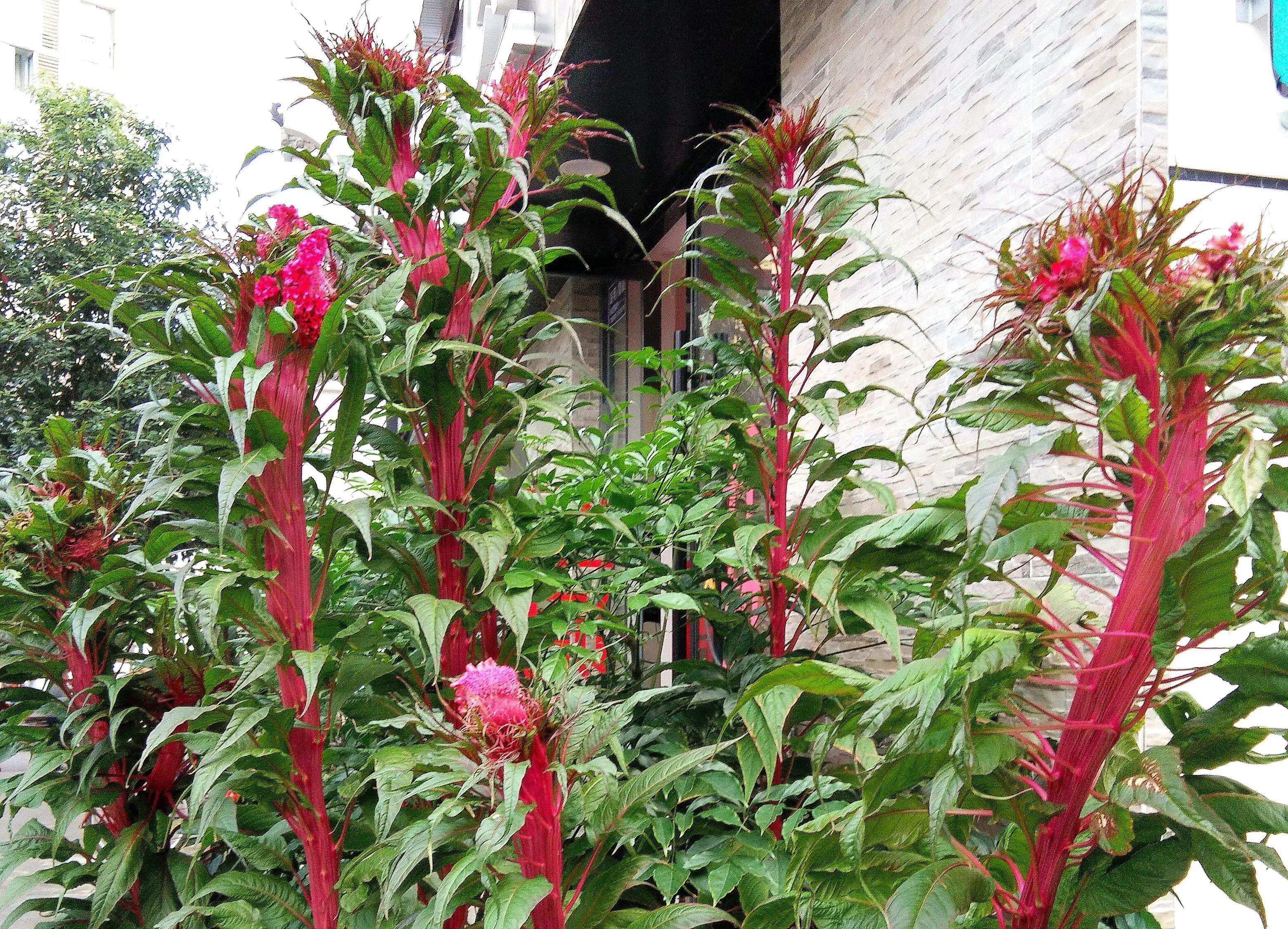 鸡冠花又叫什么花,鸡冠花娇美可人