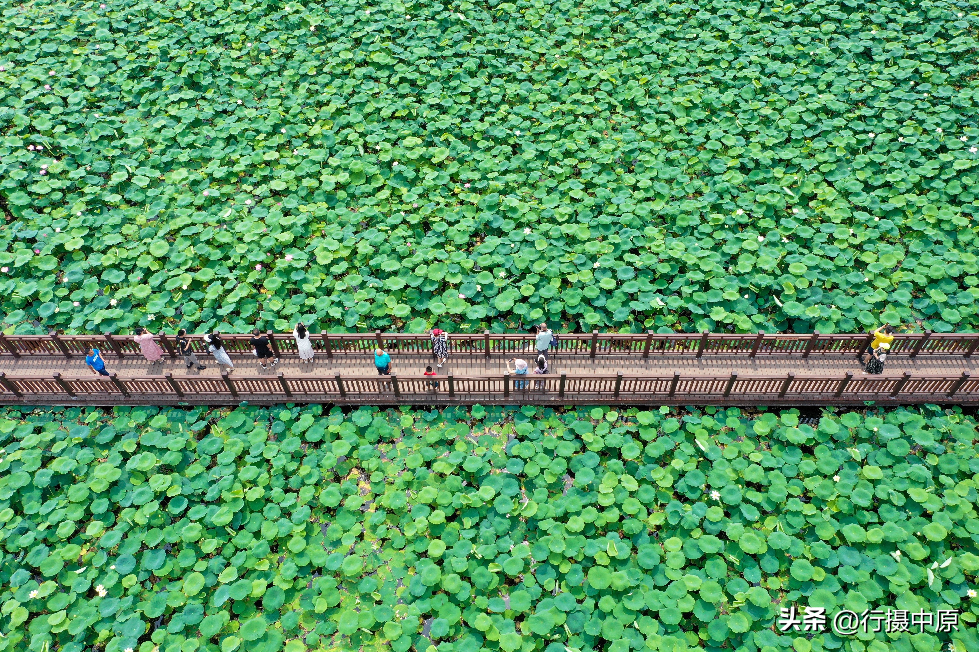 接天莲叶无穷碧为什么不是荷叶,接天莲叶无穷碧形容荷叶多的词语