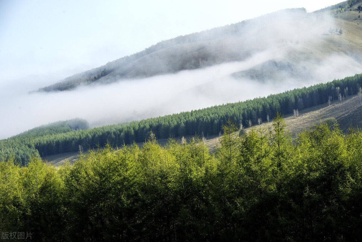 纯正大兴安岭野生榛子,野生榛子大兴安岭