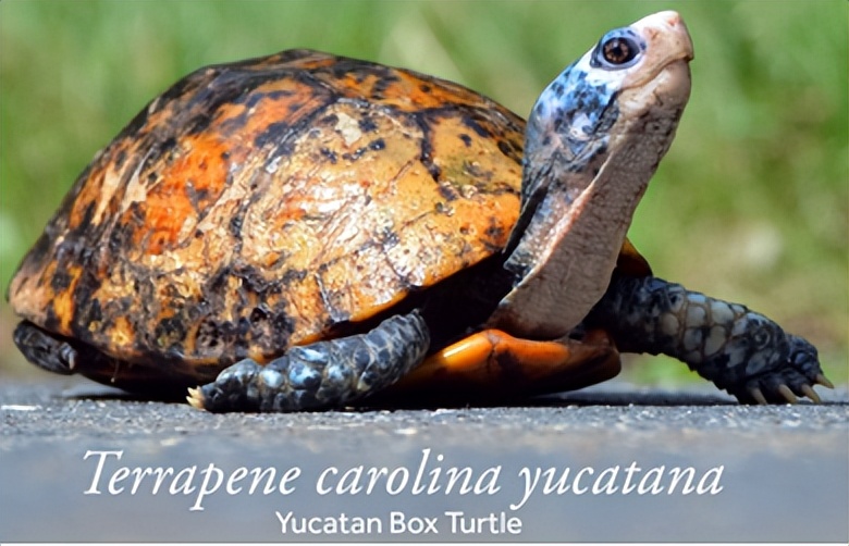 箱龟种类及图片,箱龟品种大全