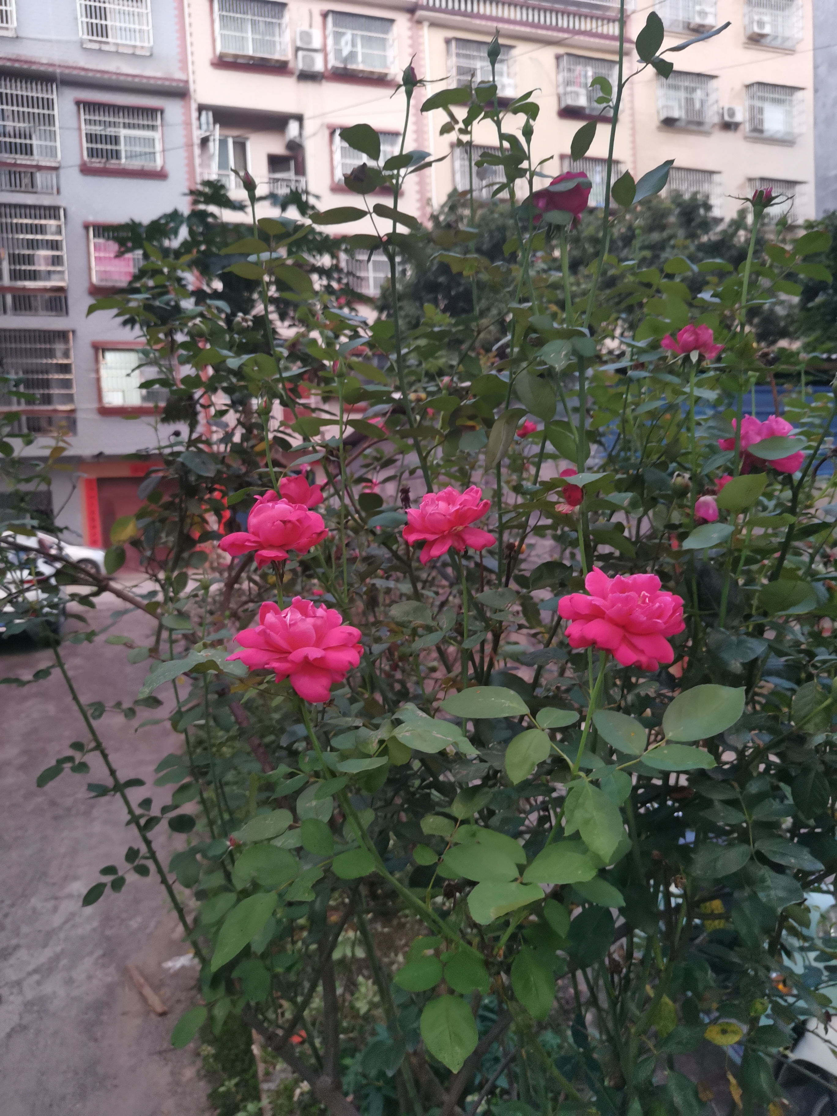 新手养花日记,新手养花玫瑰