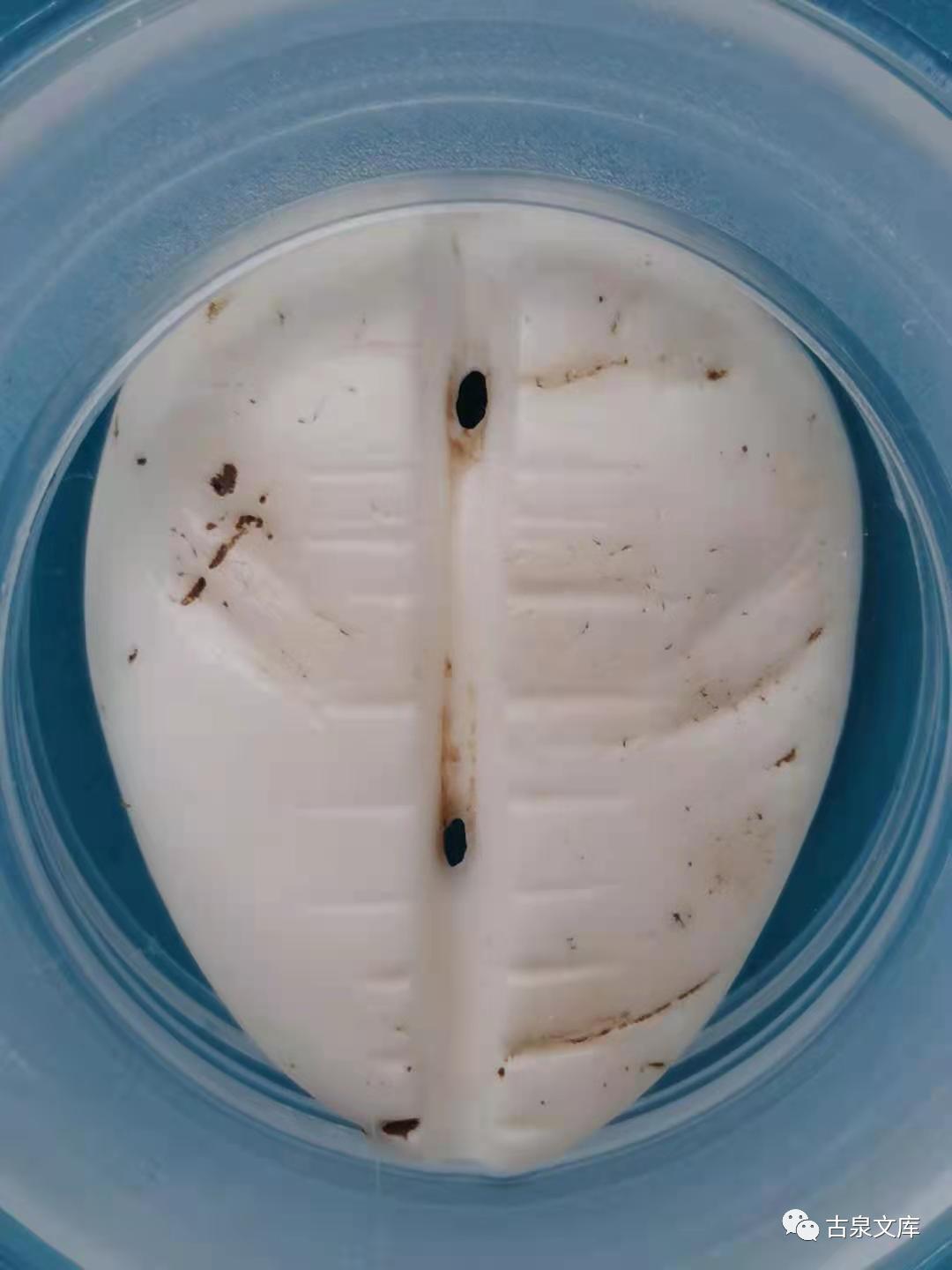 天然贝币真品价格,原始贝币发展史