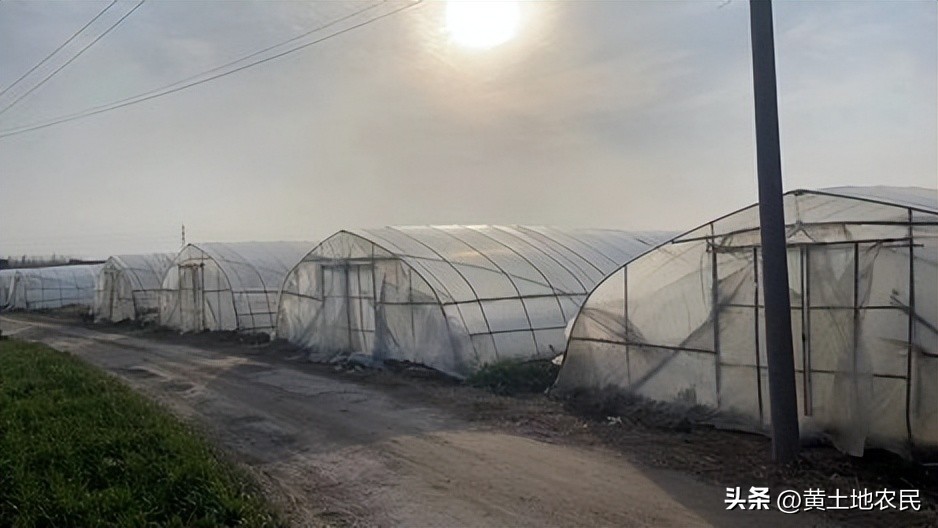 芦笋减产,芦笋夏季产量