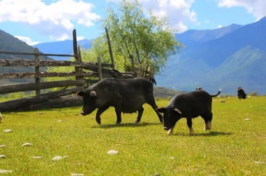 全国猪肉产地在哪里,最好吃的猪肉哪个部位排名前十名
