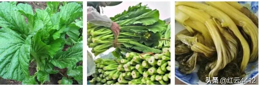 云南的青菜,云南青菜好吃的标准