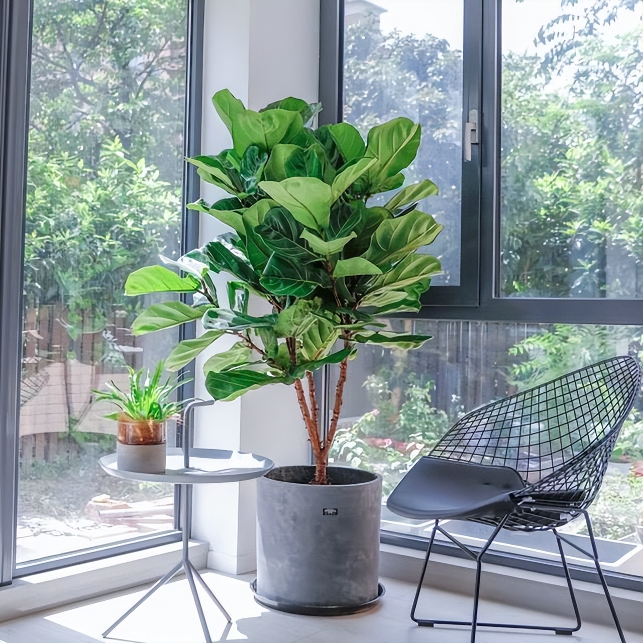 客厅养什么花好看又好养,客厅养什么花好看又好养活