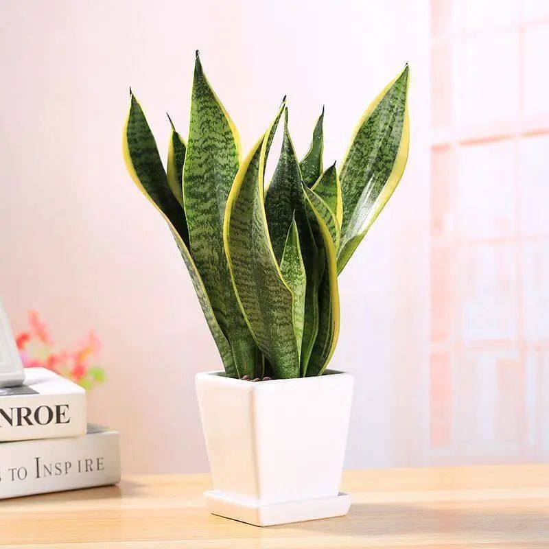 招财纳福多肉盆栽,家里养什么盆栽纳福