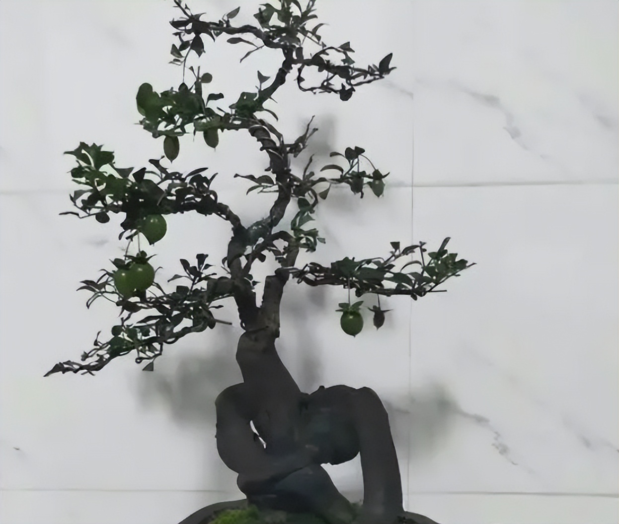 金弹子分公母，公有果母无果？5条解析告诉你