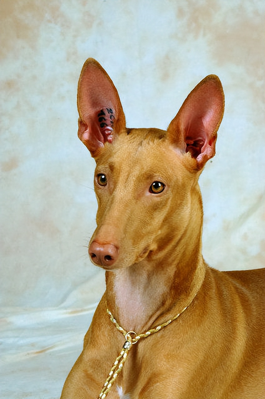 哪种狗便宜几百块就可以拿下,狗比较贵又诚实