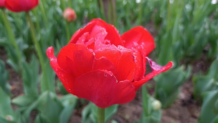 郁金香高贵典雅姿态万千,淡雅郁金香