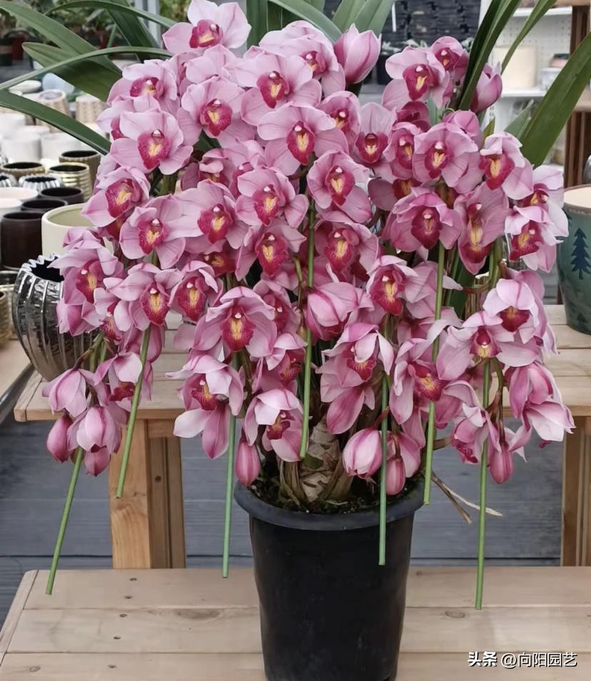 家里养的花开花就掉了,买的花回来养掉叶子