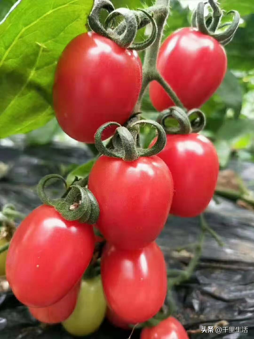 海南千禧樱桃圣女果,新鲜樱桃圣女果