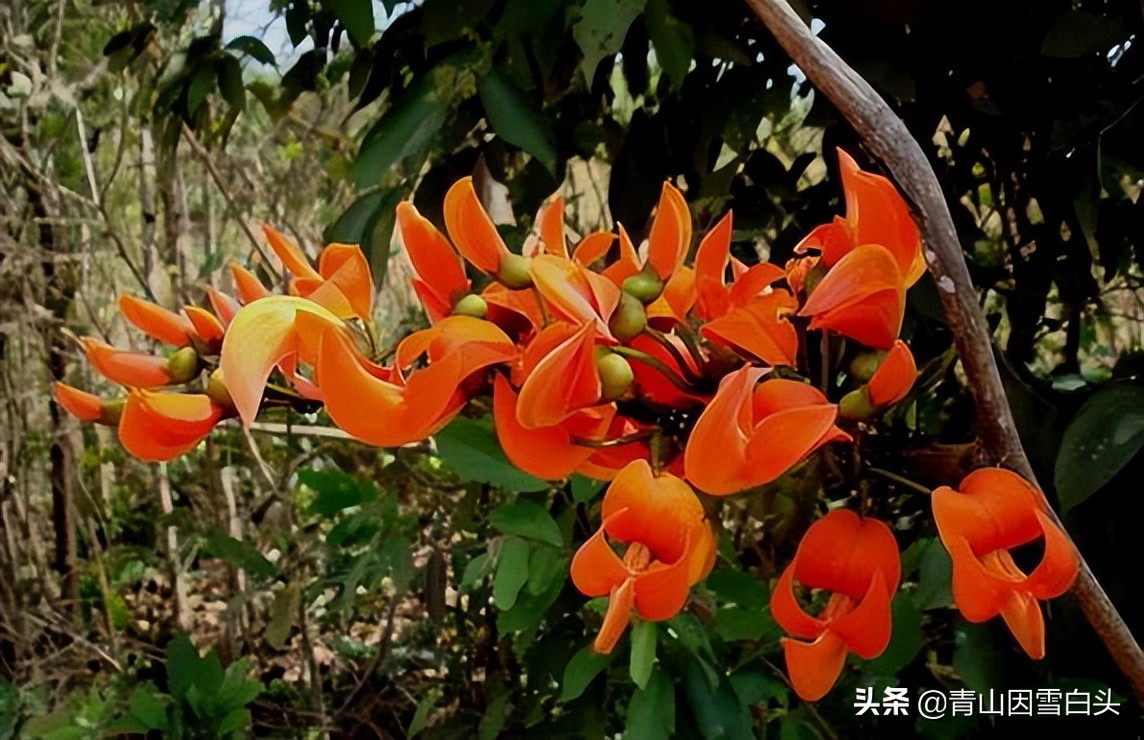 桉树45亩亩产7吨可以卖多少钱,荒地种植100亩利润