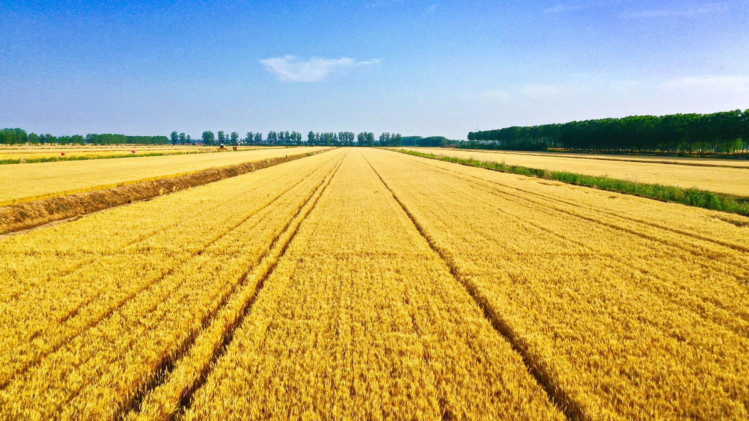 美国进口大豆多少钱一吨,今年我国进口美国大豆多少