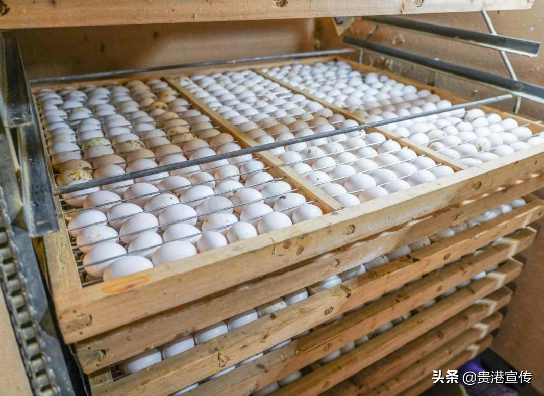 广西贵港鸽王,贵港鸽王