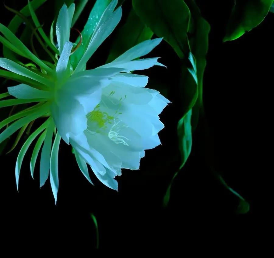 月下美人昙花一现,月下美人昙花苗