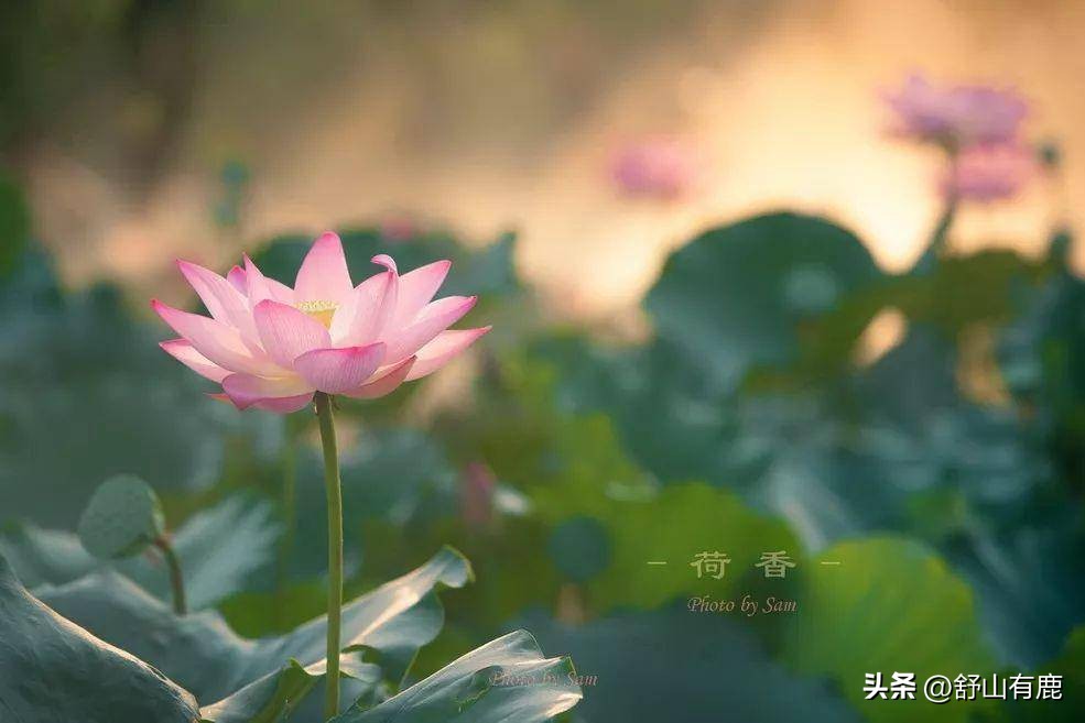 总是喜欢炫耀别人的人,老是喜欢显摆的人