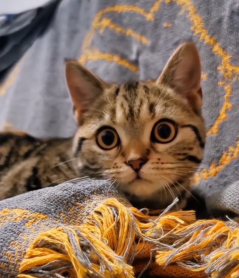 猫咪外出回来总是小心翼翼的,猫咪出走三个月后回来大变样