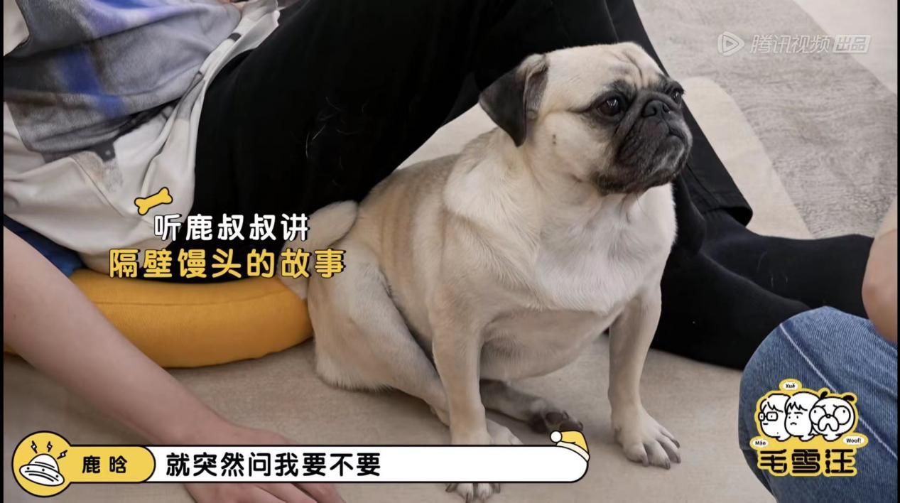 毛雪汪reaction鹿晗,鹿晗毛雪汪预告完整版