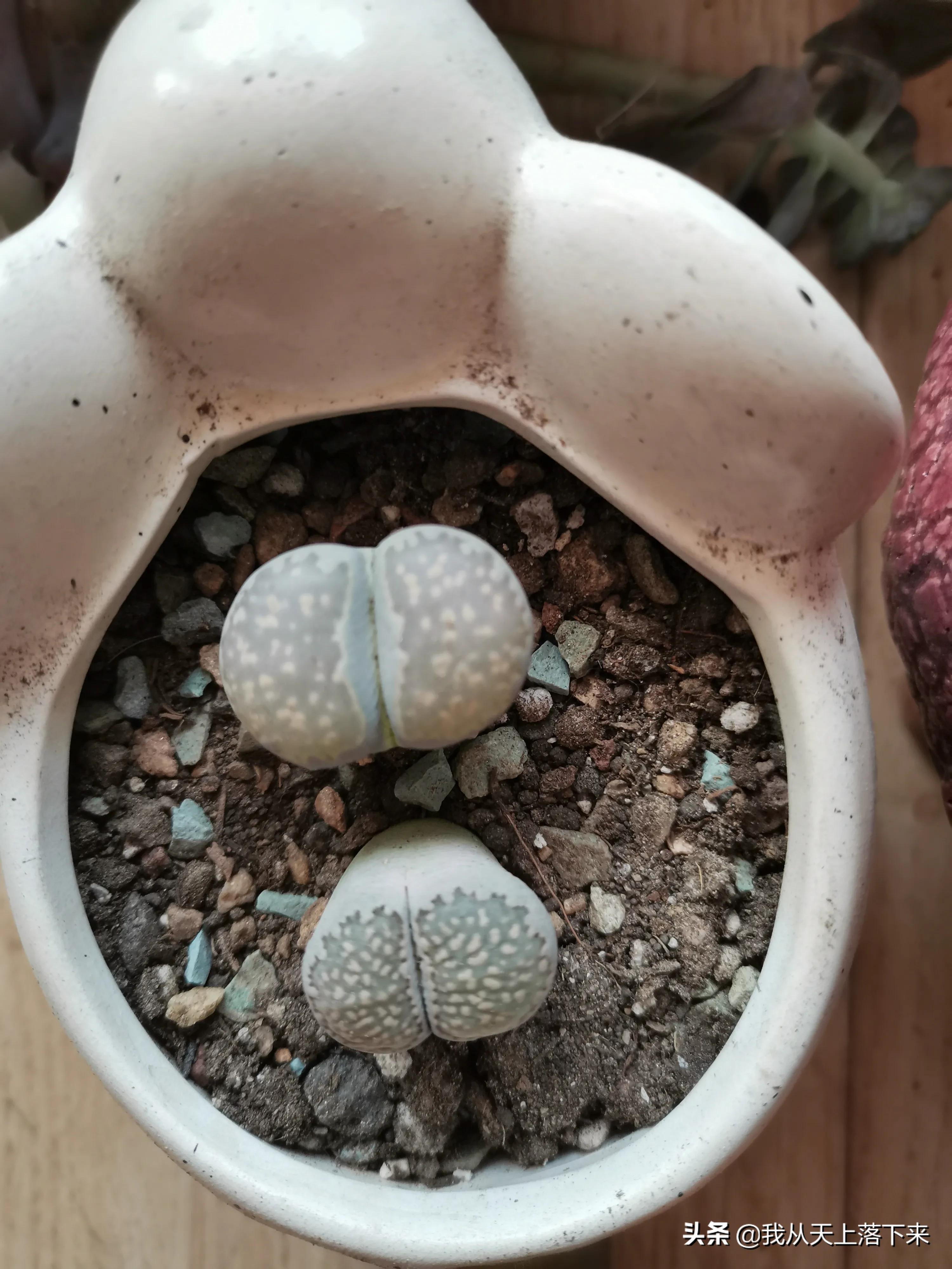 多肉品种及图片大全欣赏,多肉品种辨别图片大全欣赏