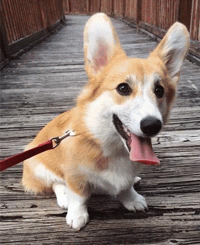 柯基犬为什么不建议养,为什么少人养狗