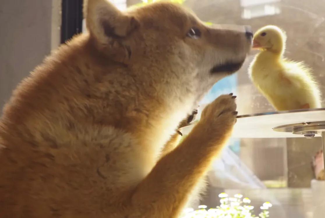 初来乍到请多安慰,初来乍到请多关照音频