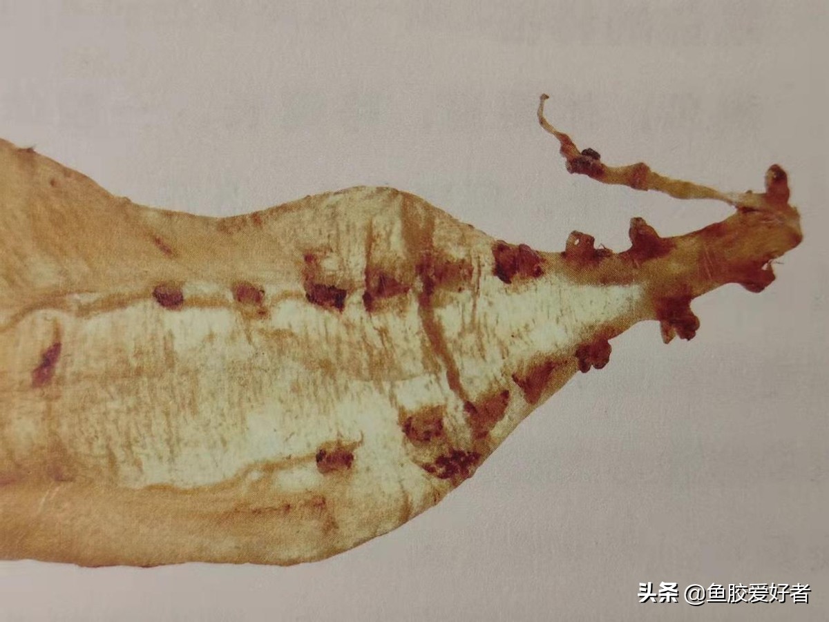 收藏版：全网最全的鱼胶品种，鱼胶品种这么多，你都认识吗？