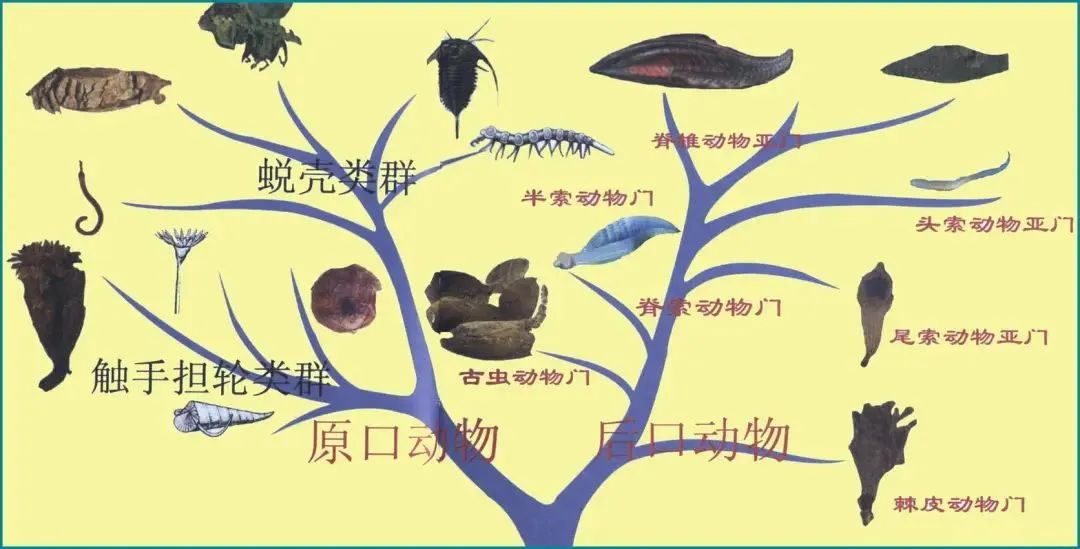 人类的祖先被昆虫吃了几亿年,人类的祖先遇到过巨型昆虫吗