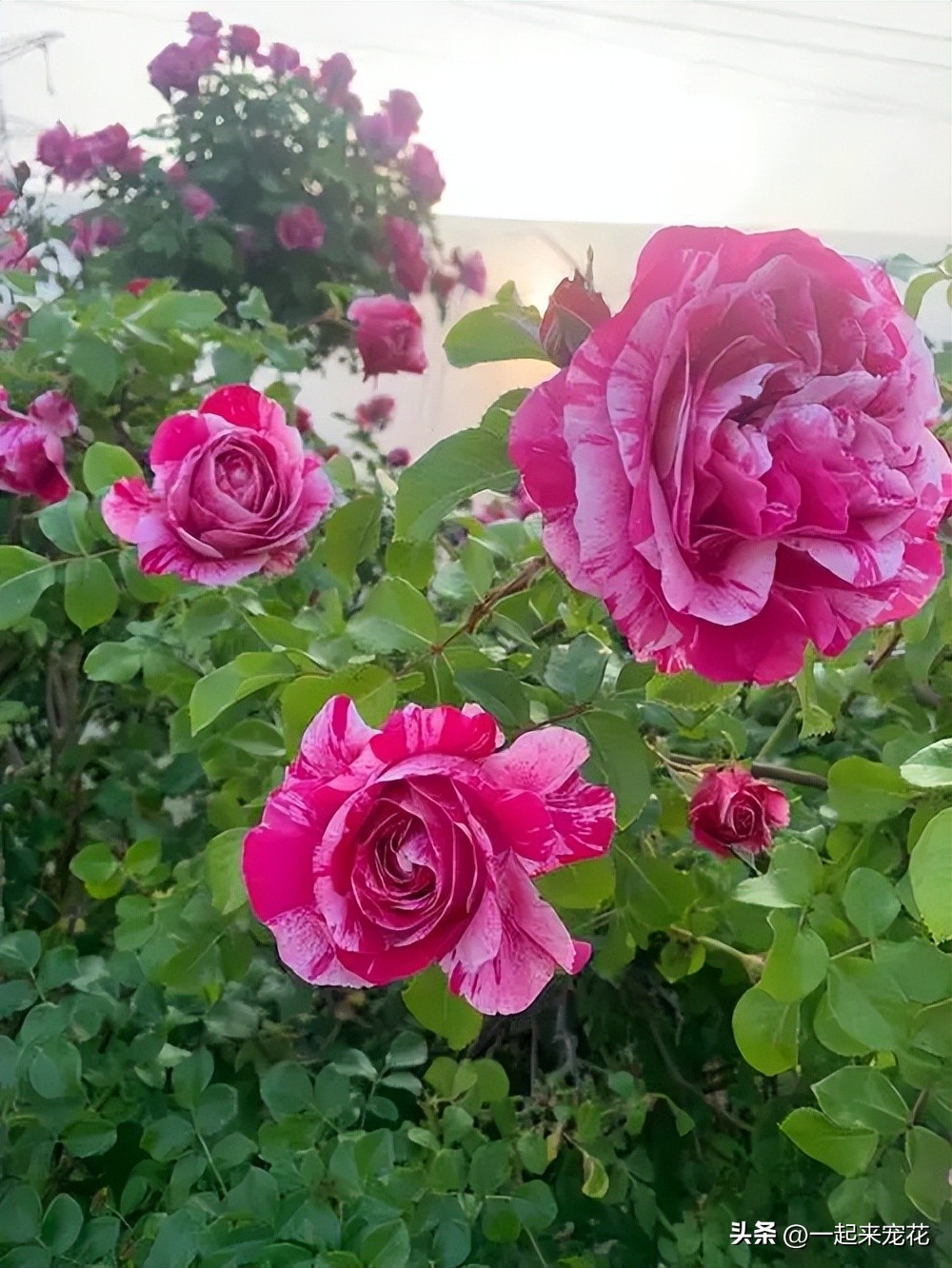 四季开花耐热耐寒爬墙最快的花,6月养5种花很省心