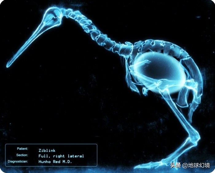 21张罕见动物照：凶狠浣熊攻击鳄鱼，巨大水蛭缠腰一圈