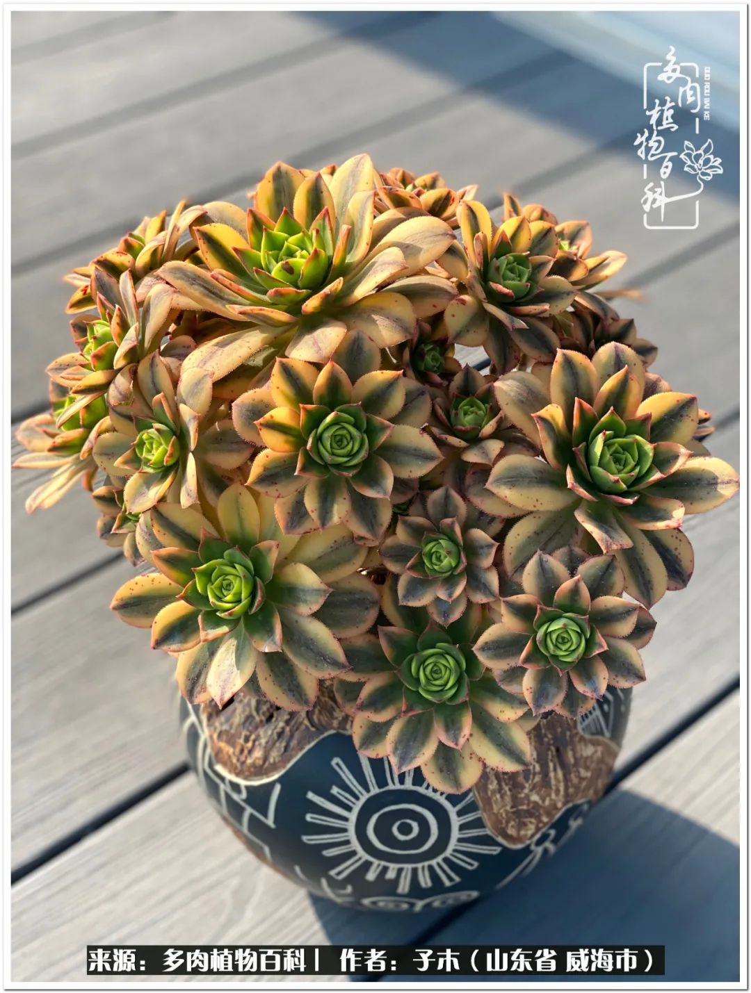 法师多肉成长史,法师多肉新手教程