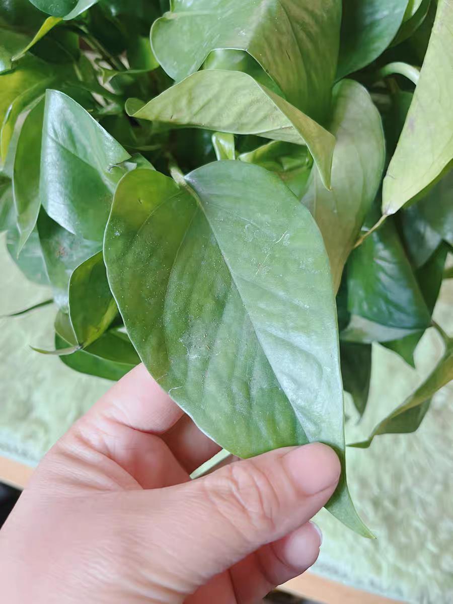 绿萝用什么盆养好,如何养好绿萝才能长的更好