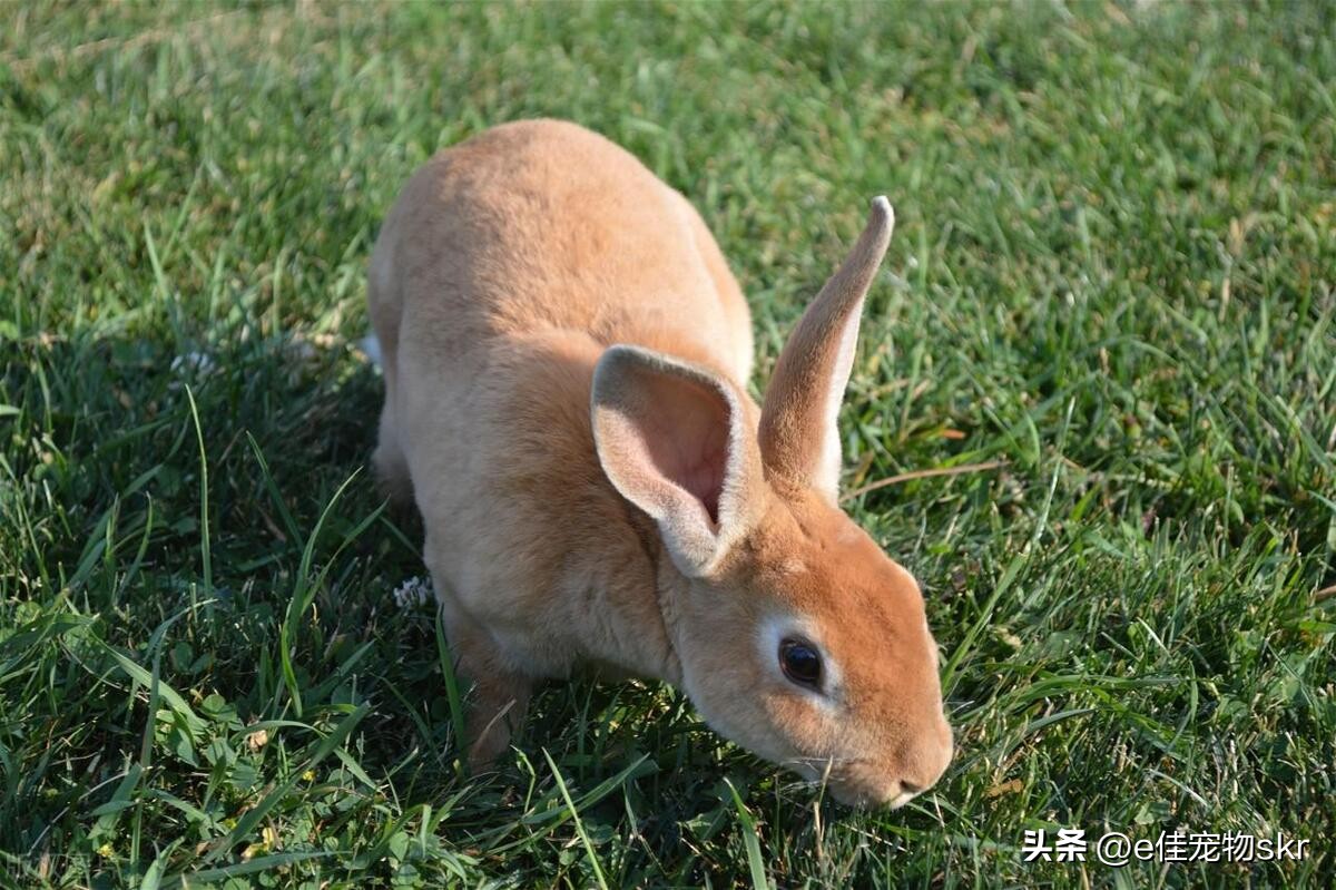 小宠物推荐便宜好养干净的品种,适合养在家里爱干净的小宠物