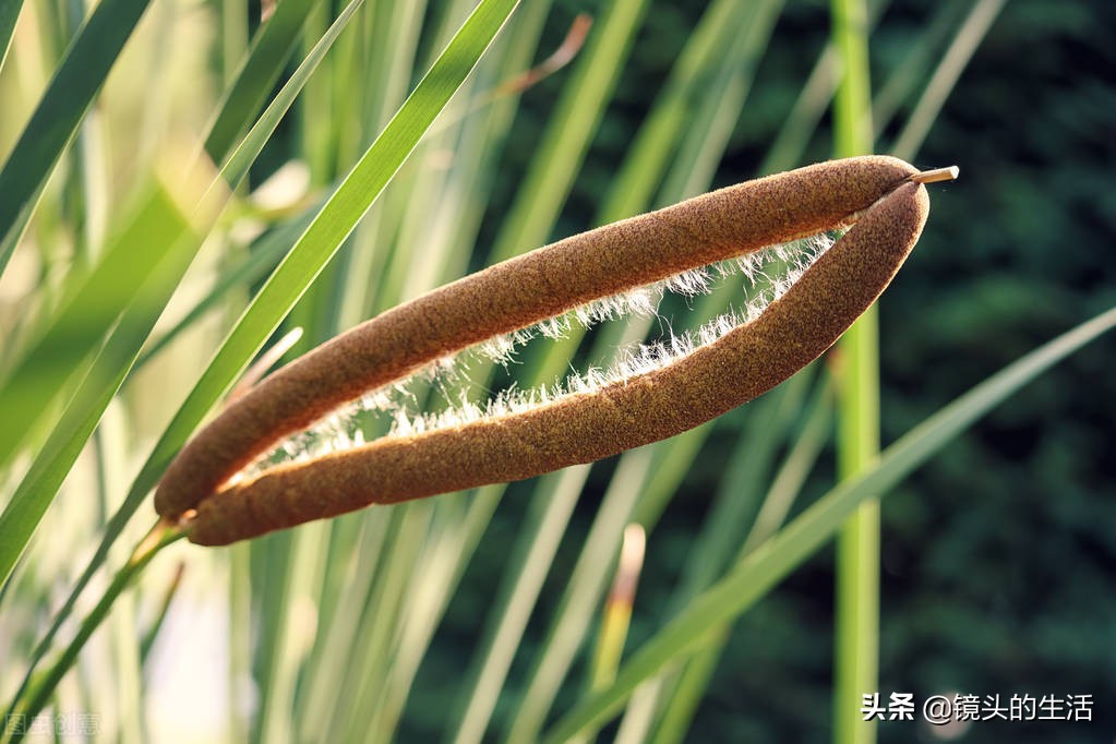 农村遍地都是宝农村的野菜挖不完,农村不要钱的野菜有哪些