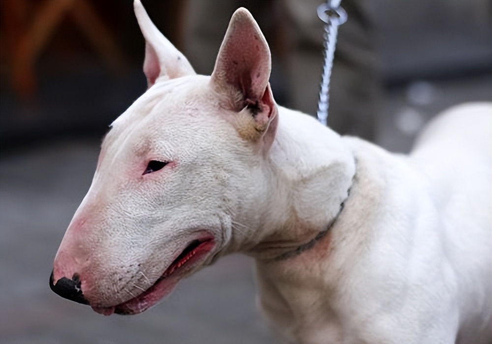 牛头梗为什么少人养,牛头梗这么丑为什么还有人养