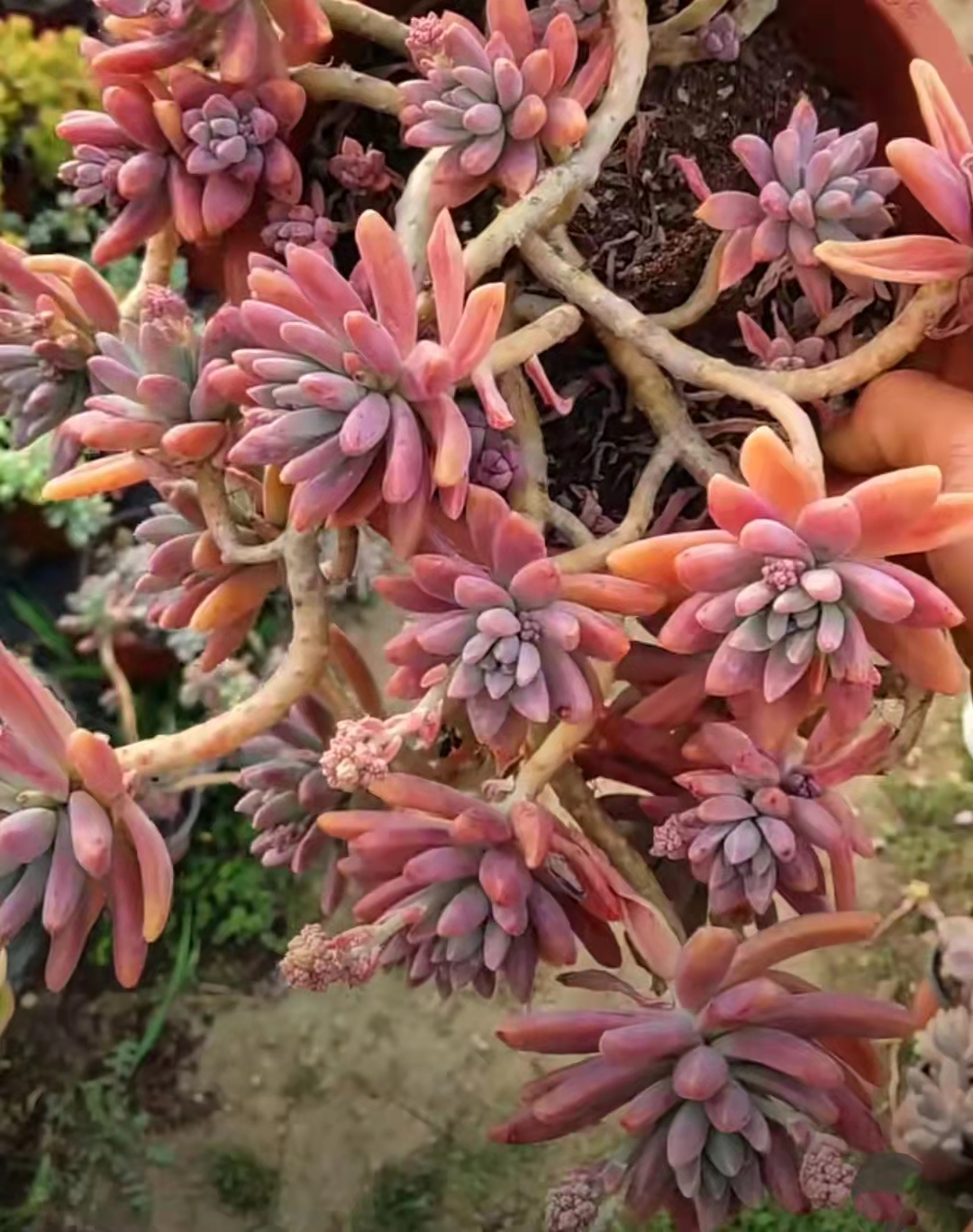 便宜又好养的5种多肉,皮实好养容易出状态的多肉有哪些