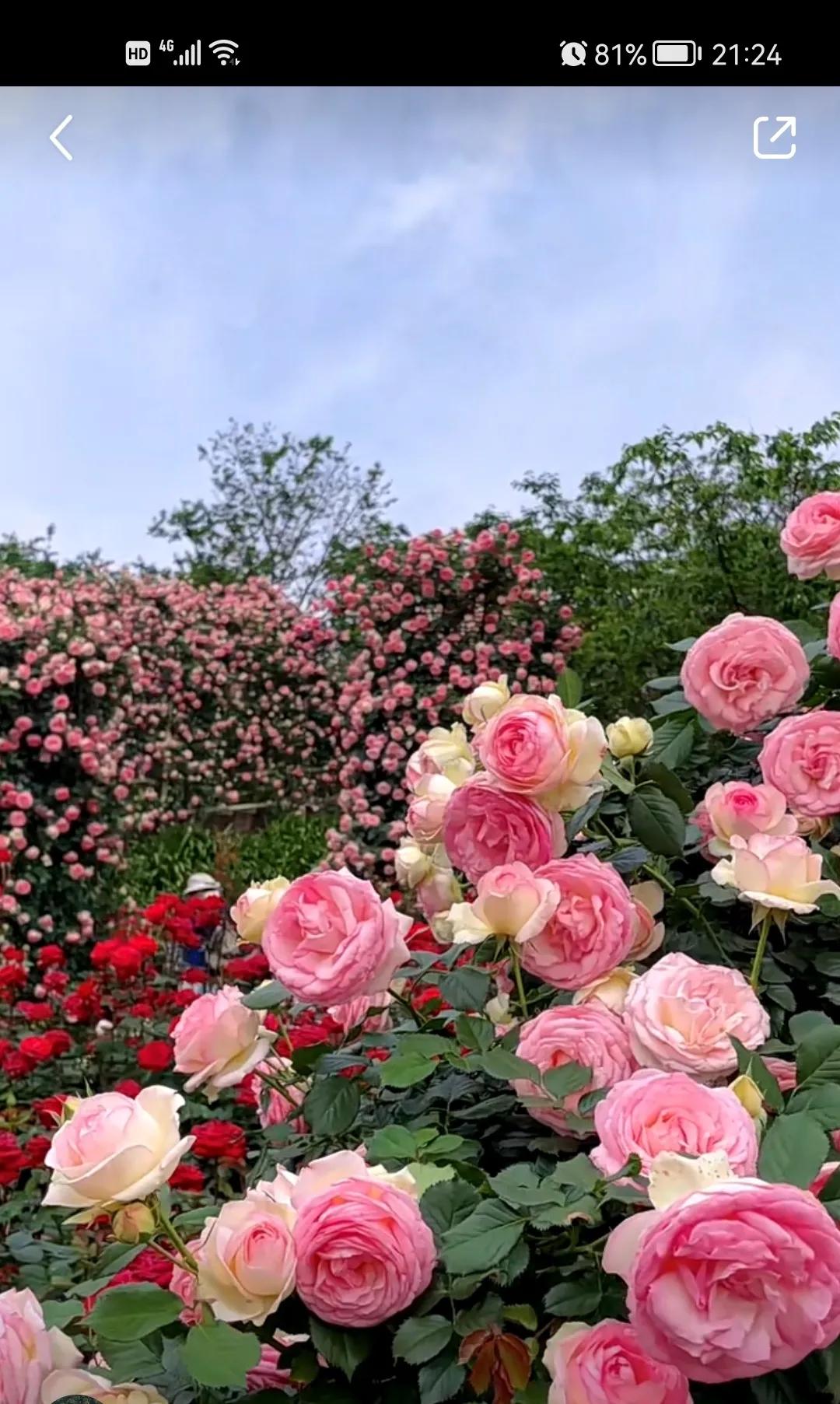 15天健康减肥能减多少,哈佛减肥28天食谱