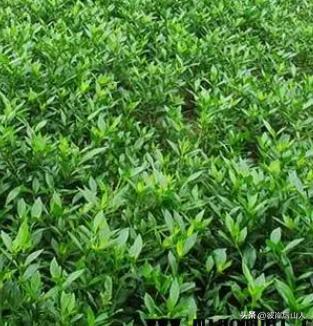 景观地被植物价格,地被植物优良品种