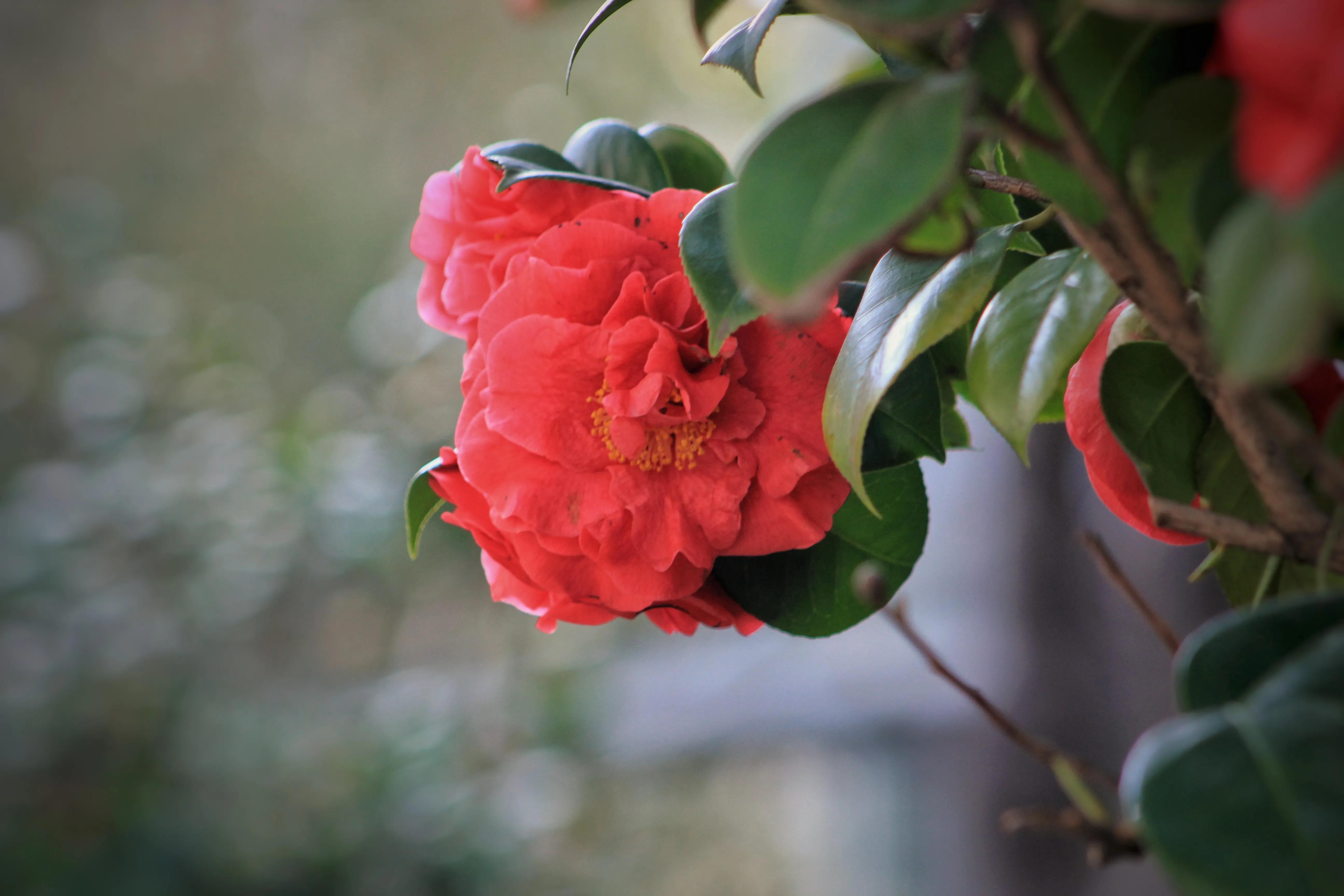 花卉茶花,花卉茶花苗