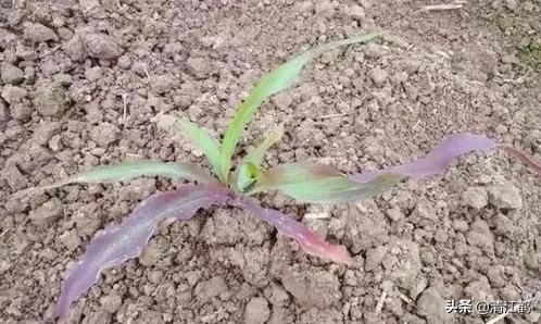 玉米苗红发紫最快解决方法是什么,返青时小麦黄什么原因