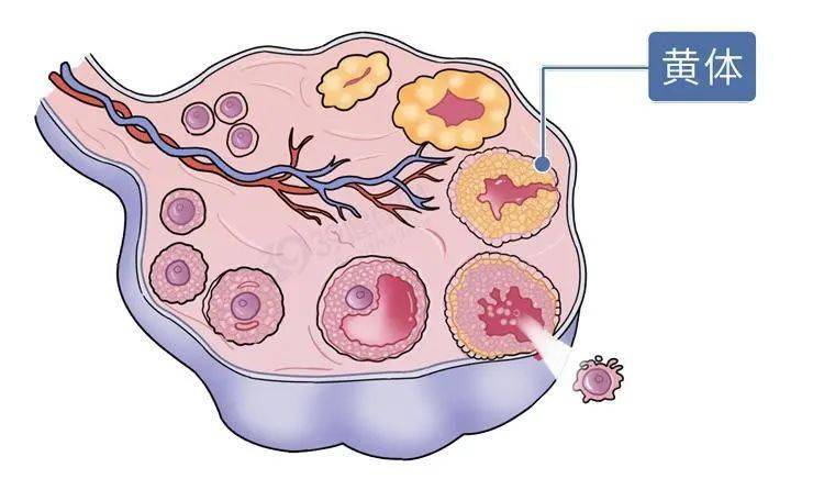 月经不来却有小腹疼的症状,没来月经小腹坠痛是什么原因